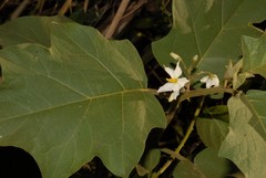 Solanum torvum