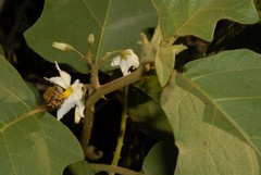 Solanum torvum