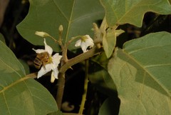 Solanum torvum