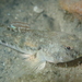 Common Goby - Photo (c) Pierre Corbrion, some rights reserved (CC BY-NC-SA), uploaded by Pierre Corbrion