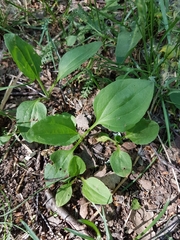 Plantago major