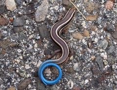 Plestiodon skiltonianus skiltonianus