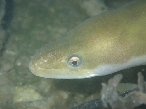European Eel