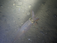Alloteuthis subulata