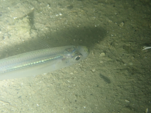 Sand smelt (Atherina presbyter) — Atherinidae — 2