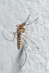Aedes albifasciatus