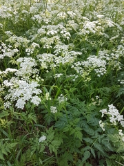 Anthriscus sylvestris