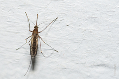 Aedes albifasciatus