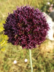 Allium atroviolaceum