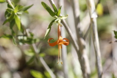 Anisacanthus thurberi