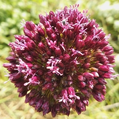 Allium atroviolaceum