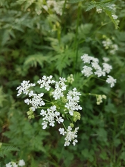 Anthriscus sylvestris