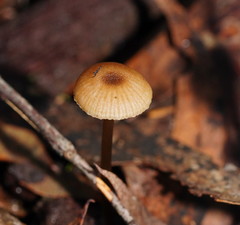 Entoloma rodwayi