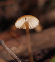 Entoloma rodwayi