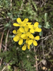 Erysimum asperum