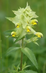 Rhinanthus freynii