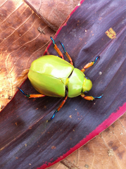 Chrysina adolphi