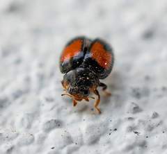 Diomus notescens