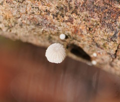 Mycena piringa