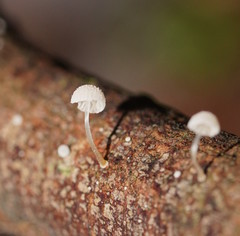 Mycena piringa