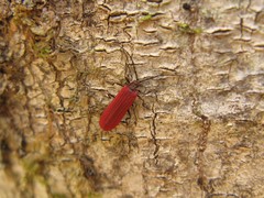 Laterialis oculata
