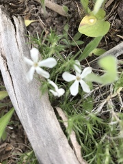 Phlox hoodii