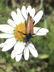 Pedostrangalia pubescens