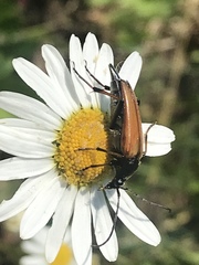 Pedostrangalia pubescens