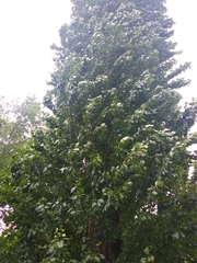 Populus × berolinensis