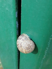 Cornu aspersum