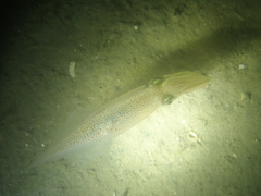 Alloteuthis subulata