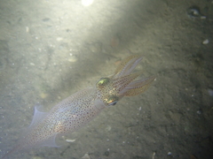 Alloteuthis subulata