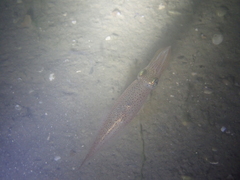 Alloteuthis subulata