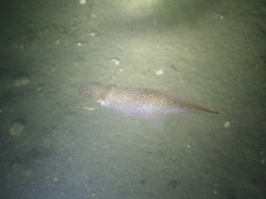 Alloteuthis subulata
