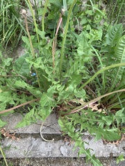 Taraxacum officinale