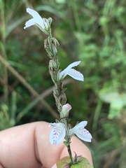 Isoglossa macowanii