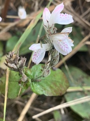 Isoglossa macowanii