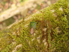 Acanthosoma forficula