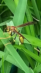 Polistes myersi