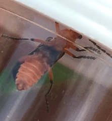 Atalantycha bilineata