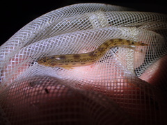 Cobitis biwae