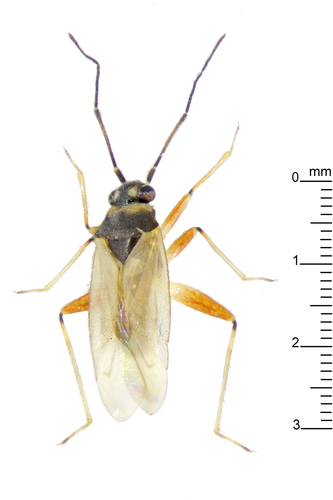 Plant bug