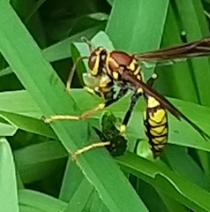 Polistes myersi