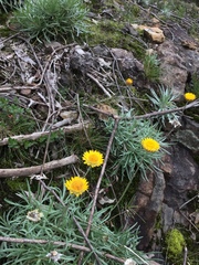 Leucochrysum albicans albicans