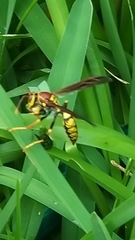Polistes myersi