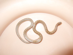 Oligodon taeniolatus