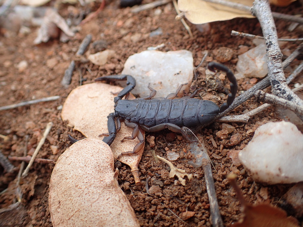 Flat Rock Scorpion