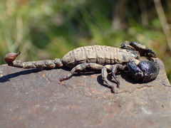 Cheloctonus anthracinus