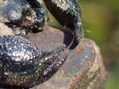 Cheloctonus anthracinus