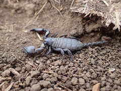 Cheloctonus anthracinus